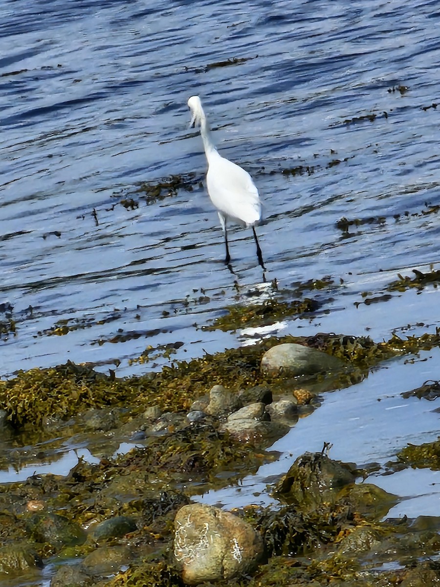 Snowy Egret - ML620147074