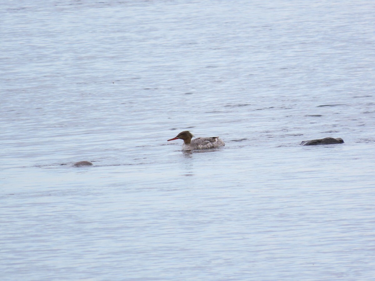 Red-breasted Merganser - ML620147076