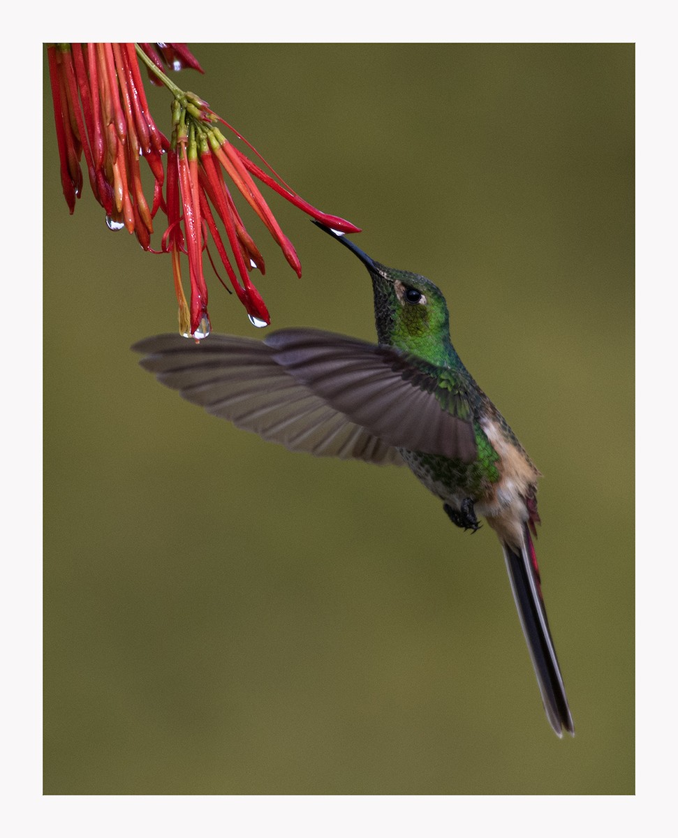 Red-tailed Comet - ML620147080