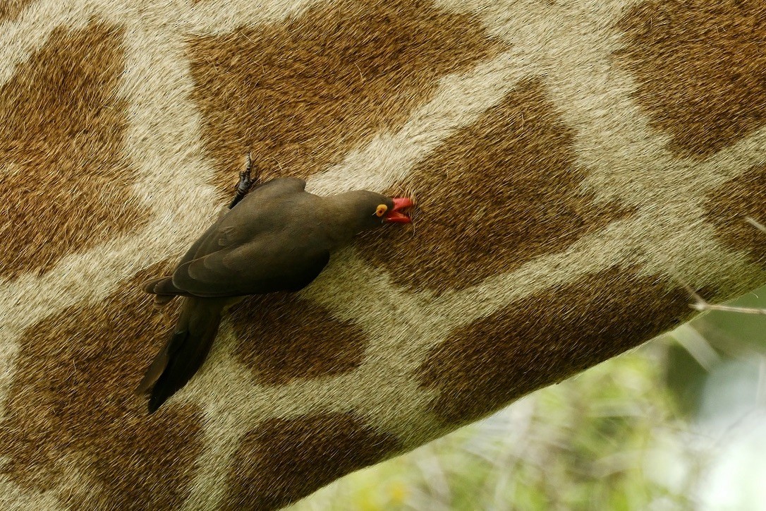 Red-billed Oxpecker - Chris Cooke
