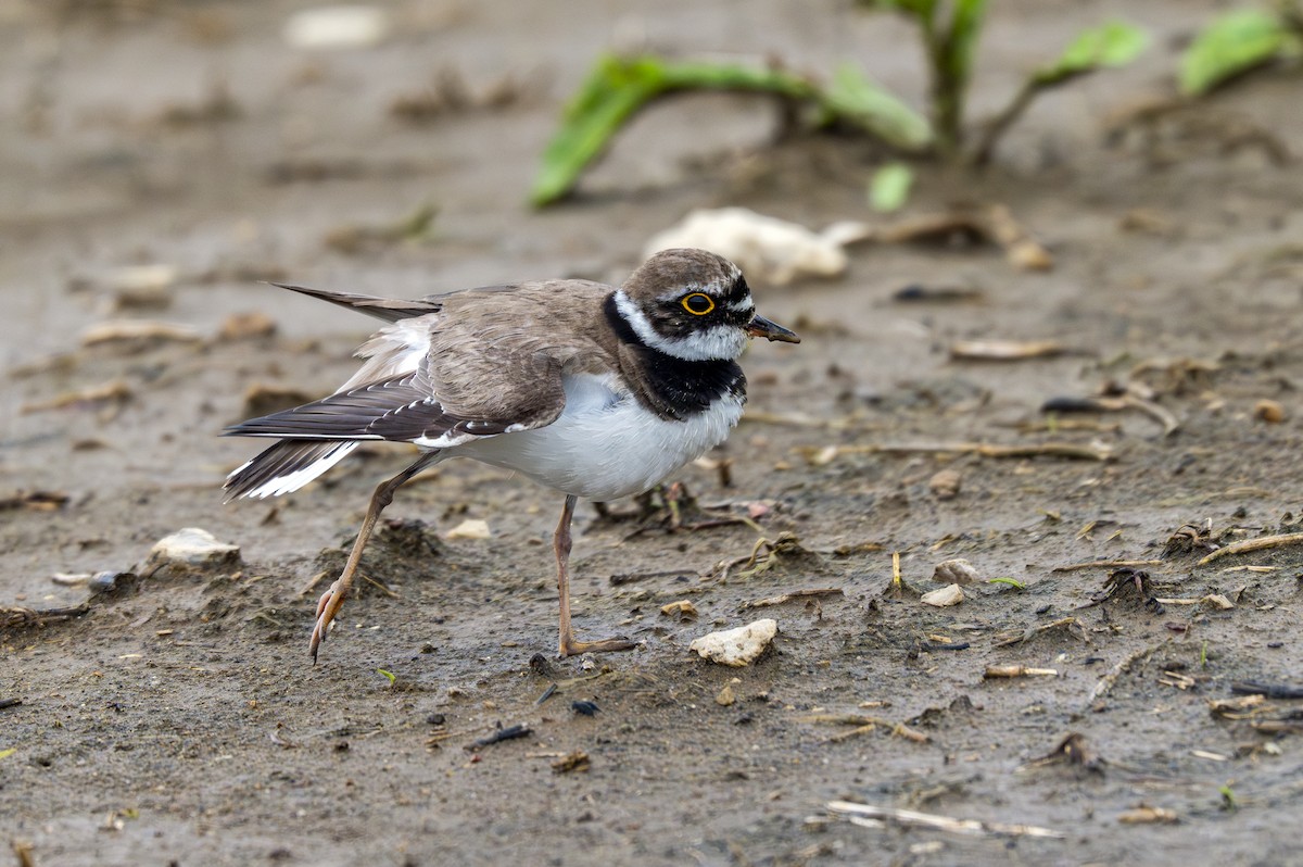 Little Ringed Plover - ML620147083