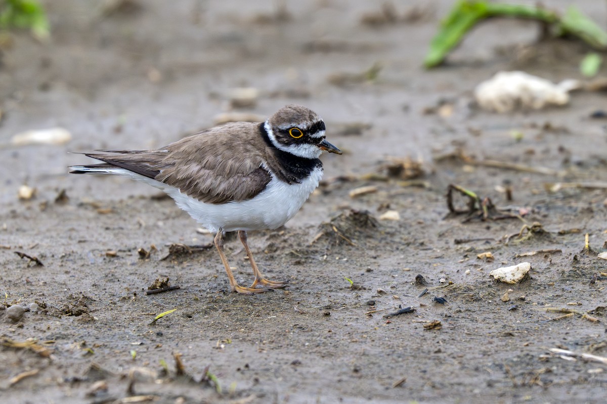 Little Ringed Plover - ML620147084