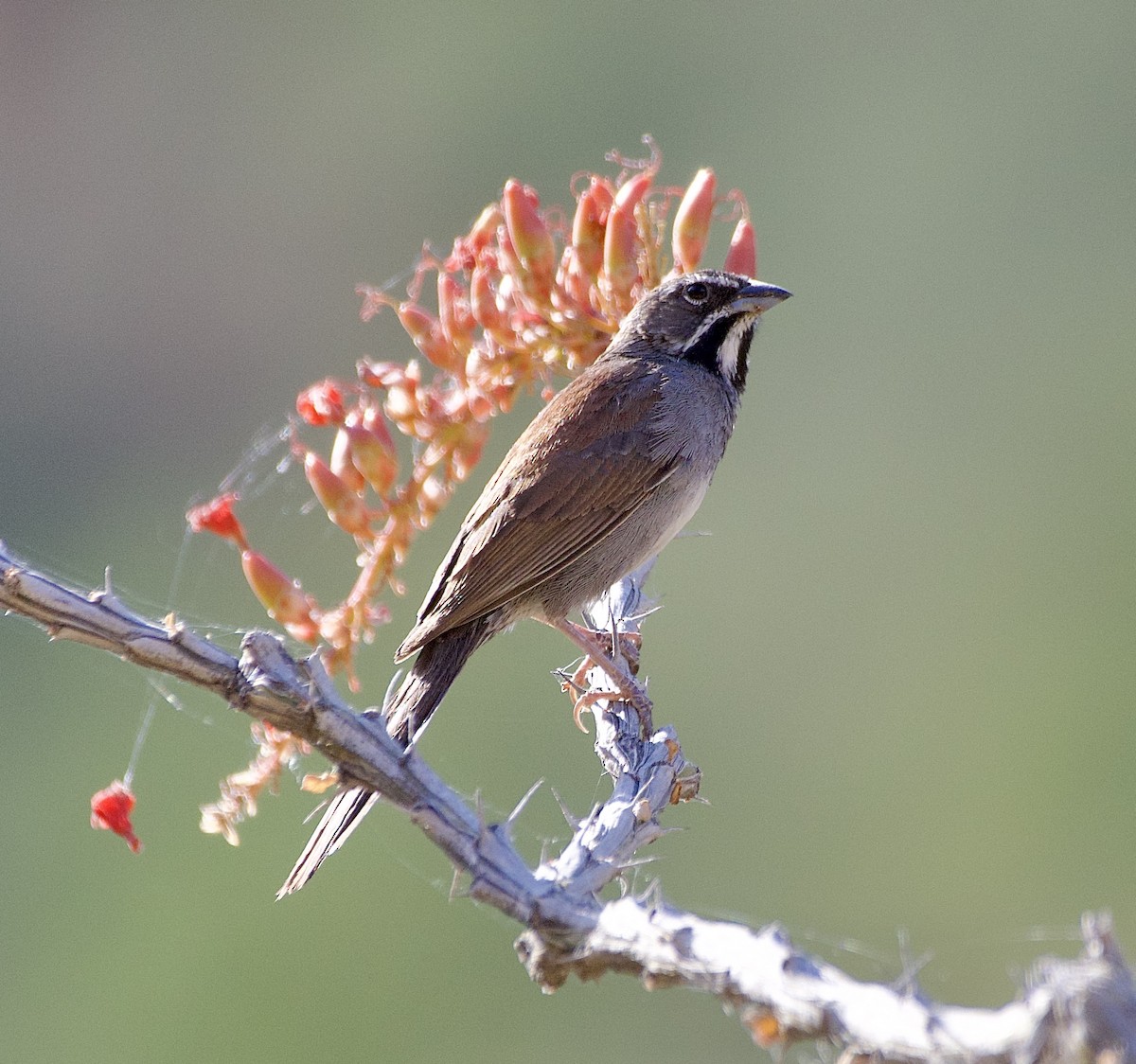 Five-striped Sparrow - ML620147086