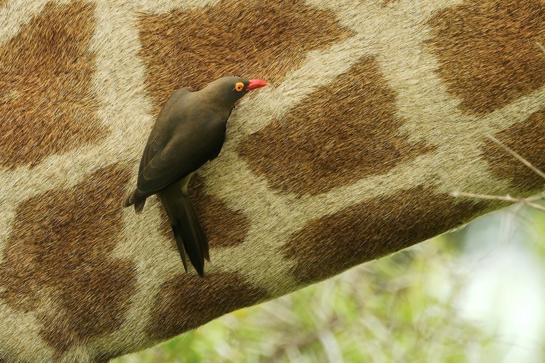 Red-billed Oxpecker - ML620147087