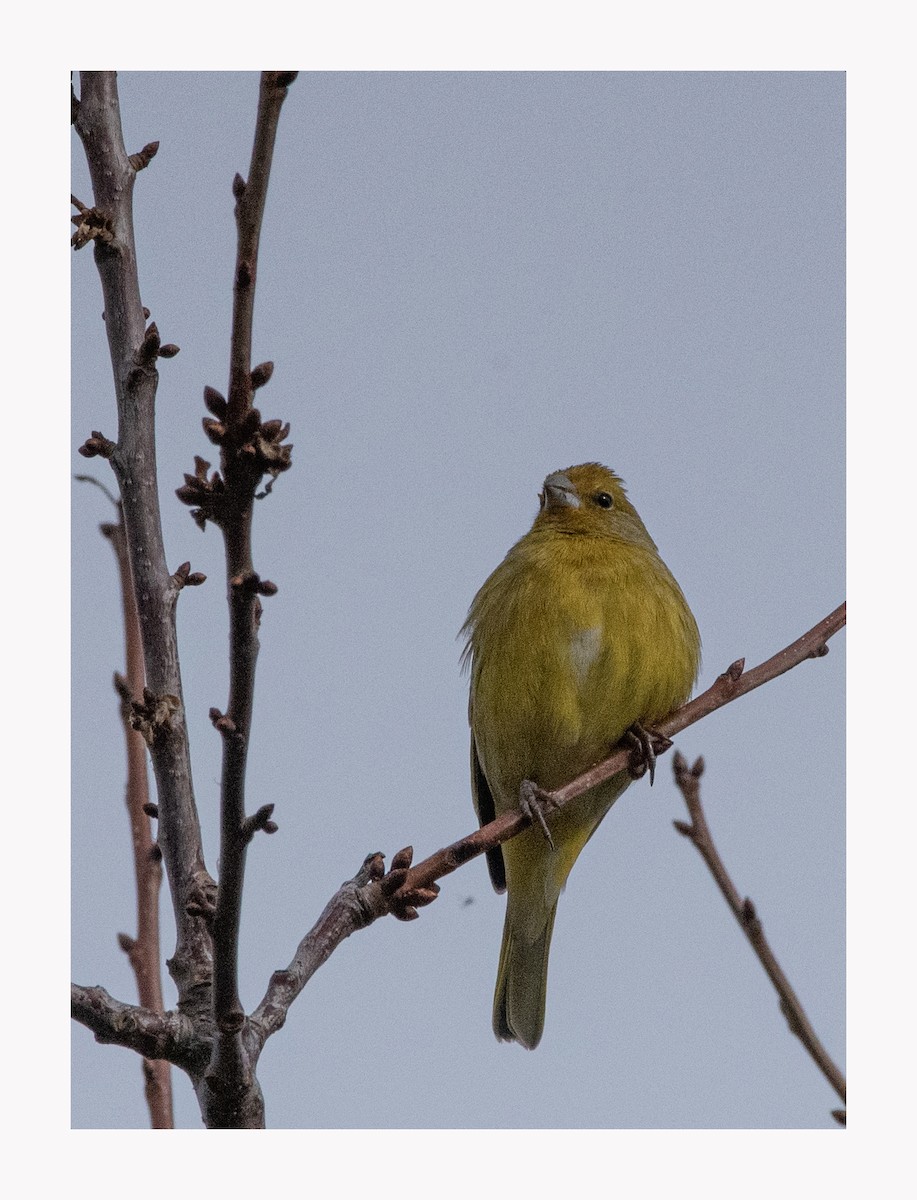 Saffron Finch - ML620147100