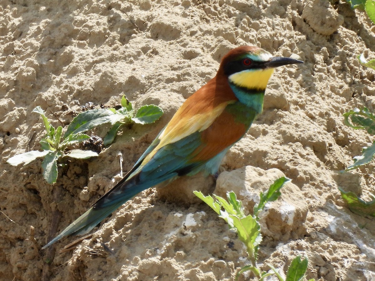 European Bee-eater - ML620147116