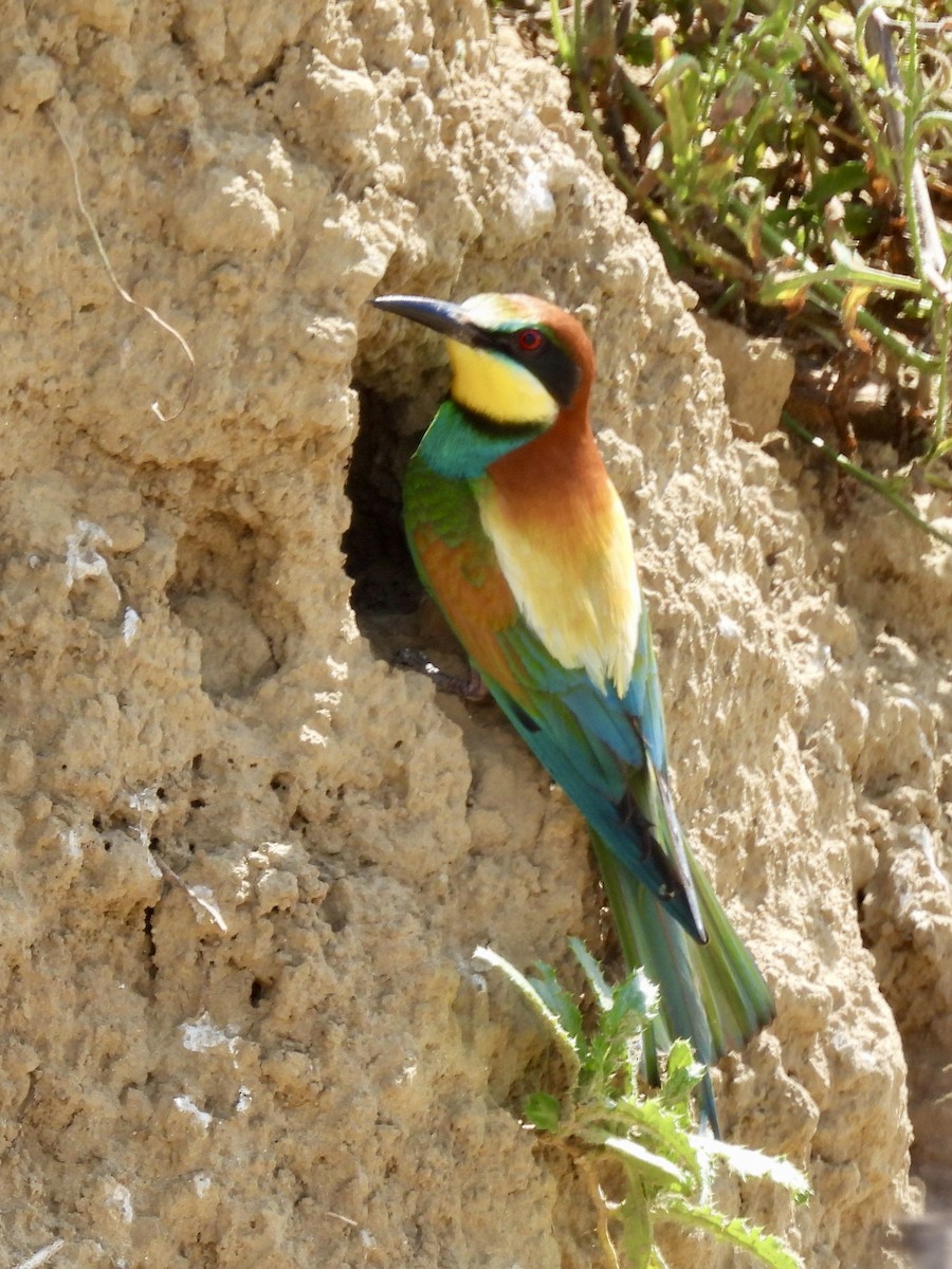 European Bee-eater - ML620147117