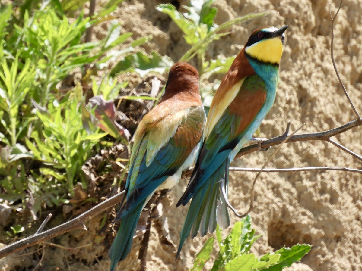 European Bee-eater - ML620147118