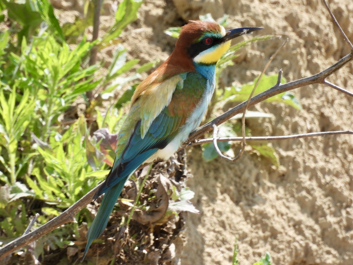 European Bee-eater - ML620147120