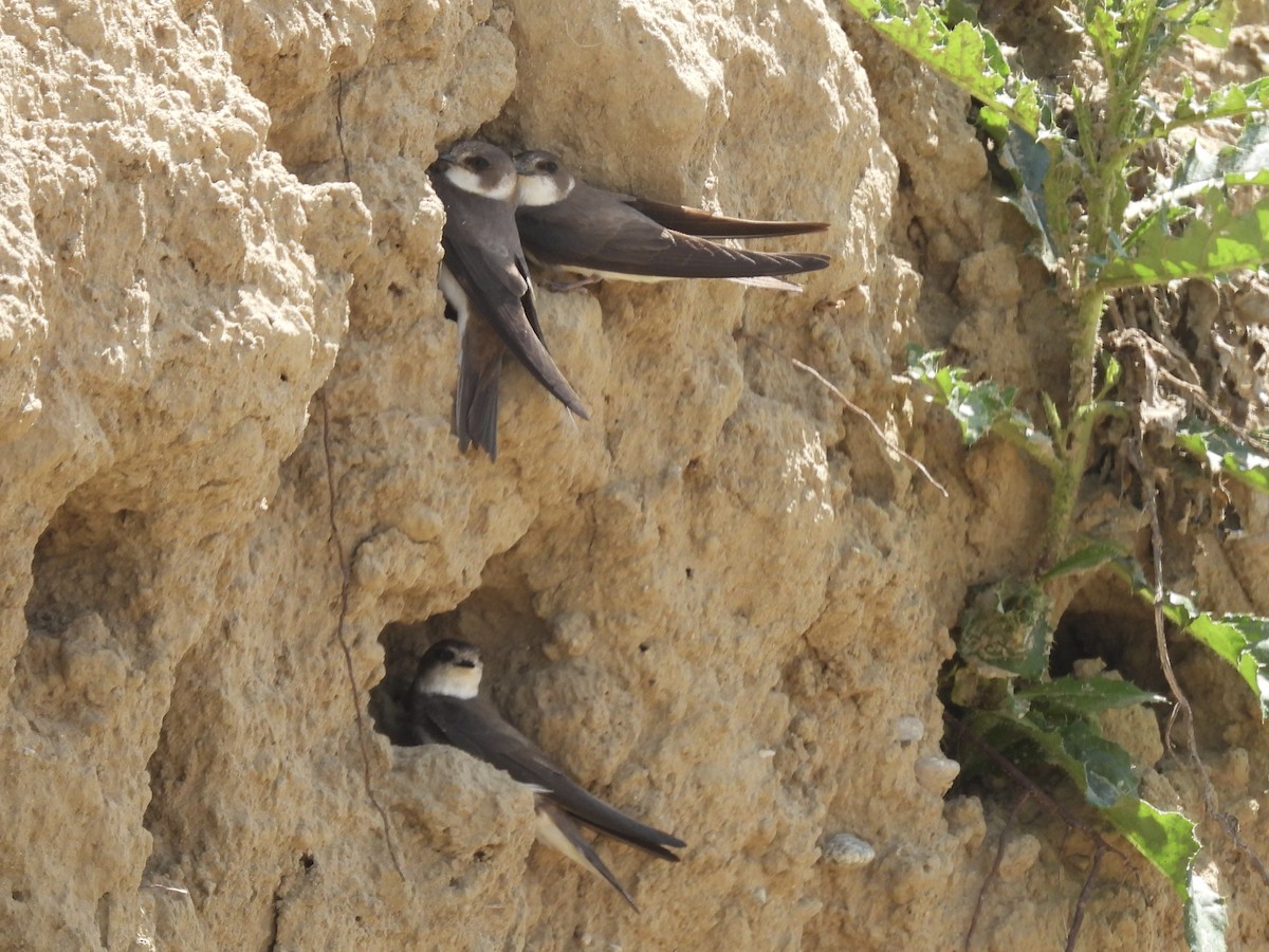 Bank Swallow - ML620147128