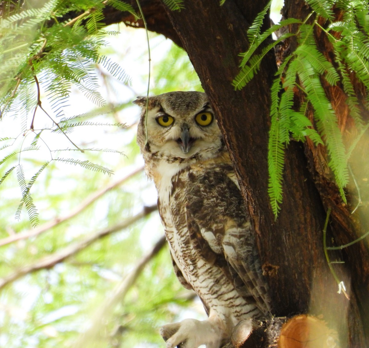 Great Horned Owl - ML620147136