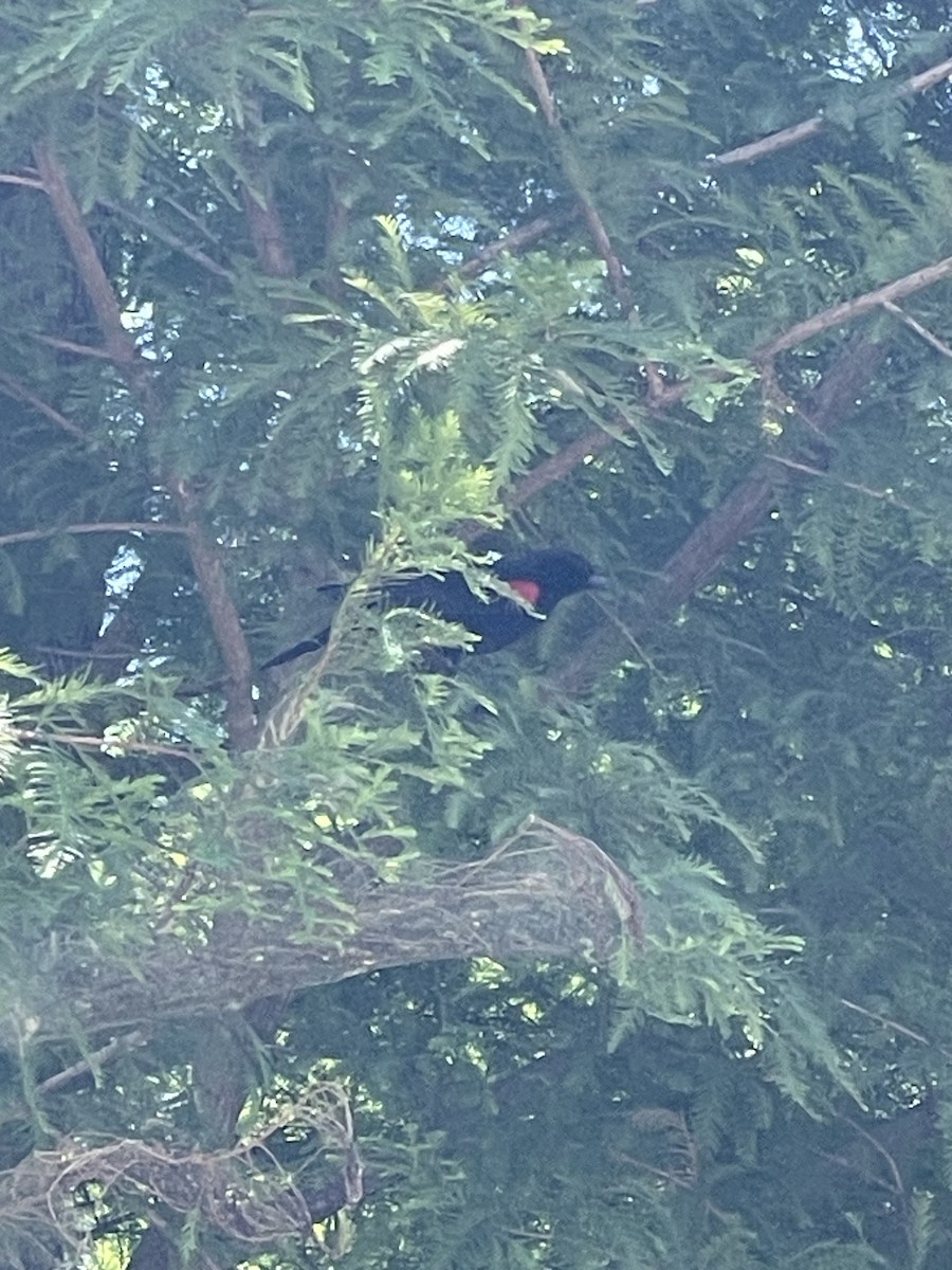 Red-winged Blackbird - ML620147150