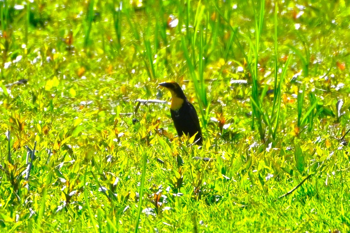 Yellow-headed Blackbird - ML620147154