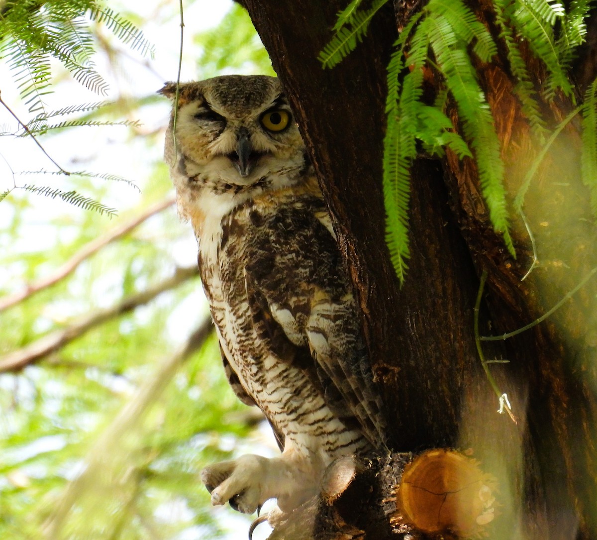 Great Horned Owl - ML620147155