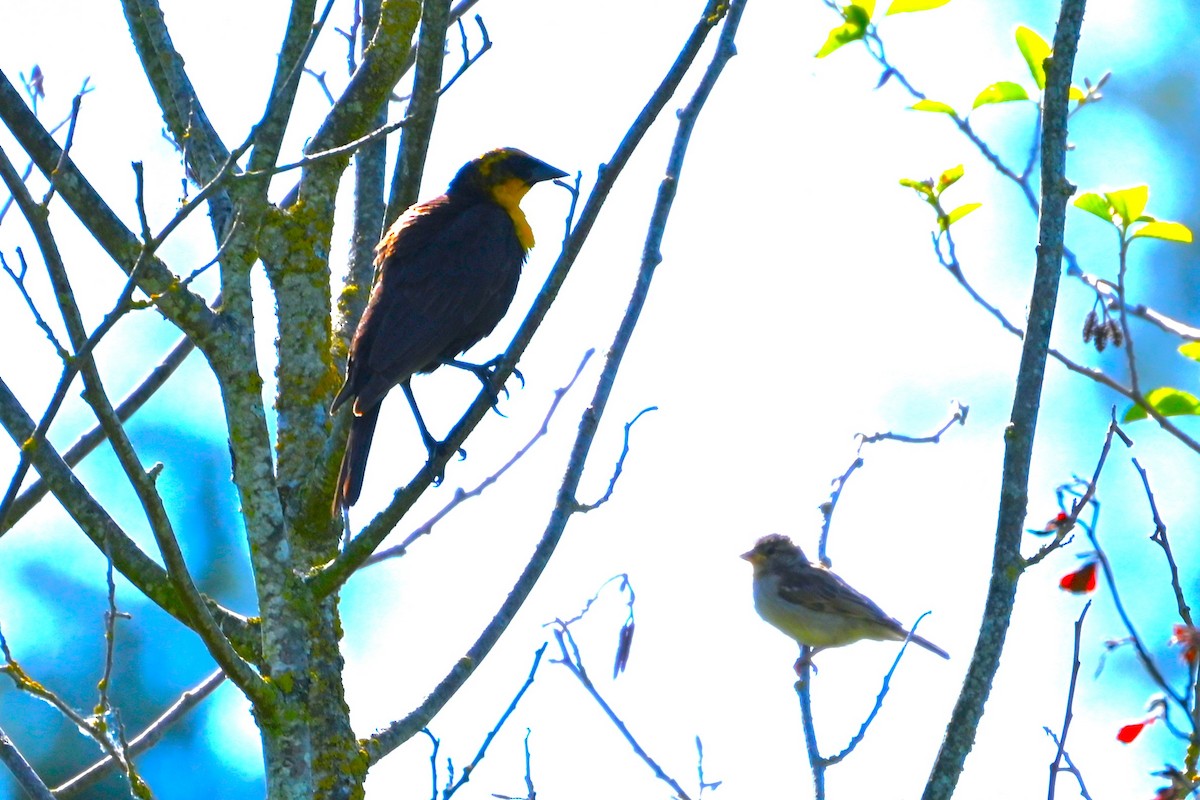 Yellow-headed Blackbird - ML620147160