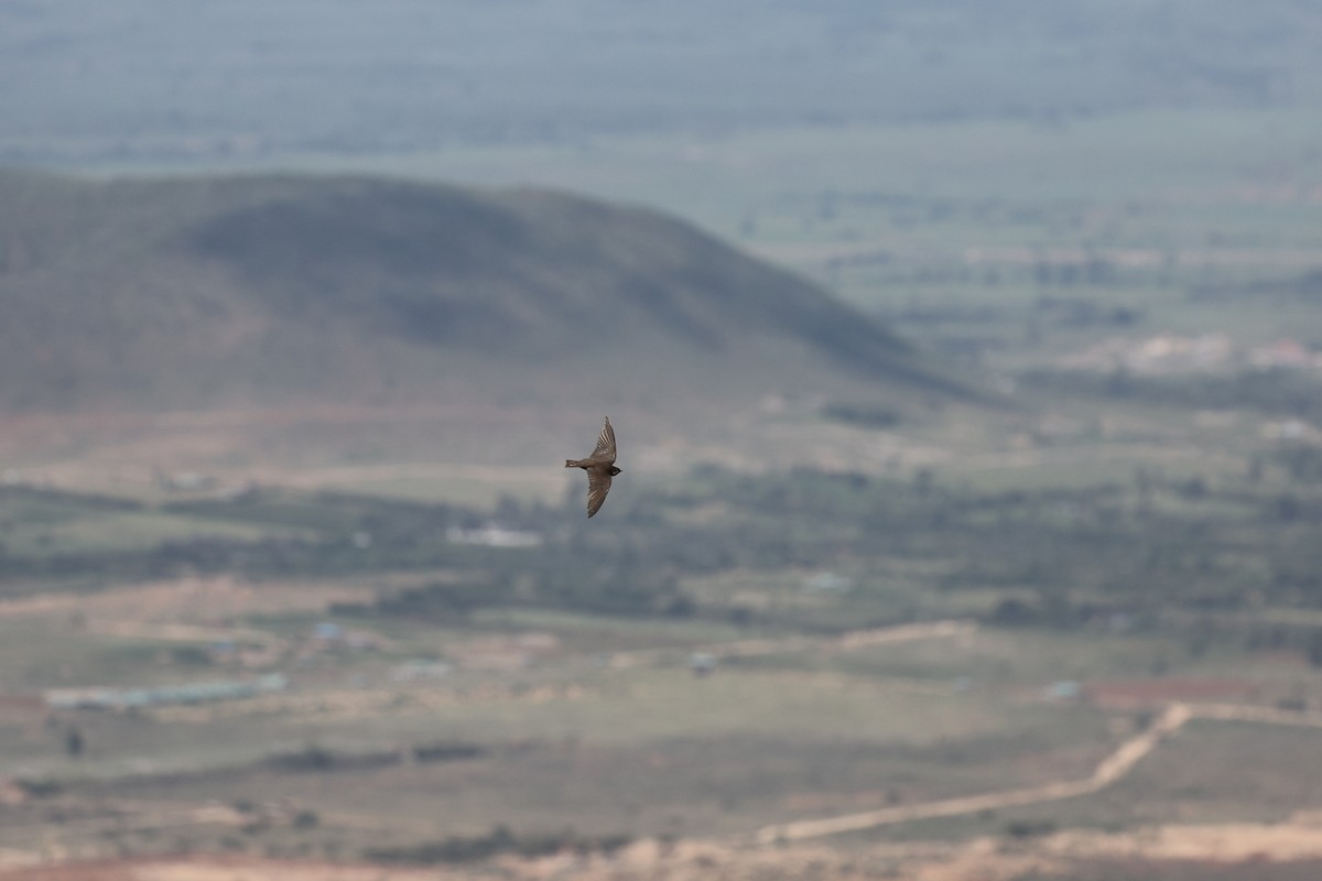 Avión Isabel - ML620147168