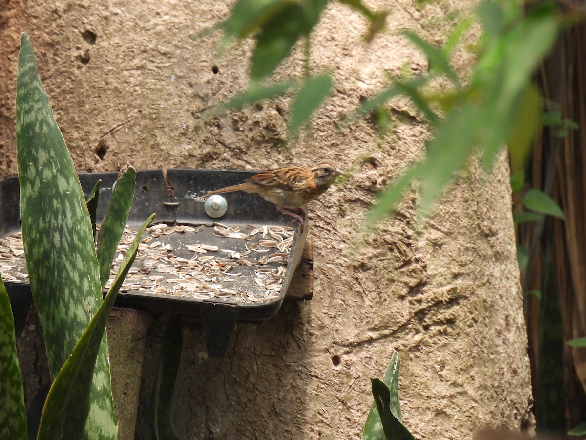 Rufous-collared Sparrow - ML620147182