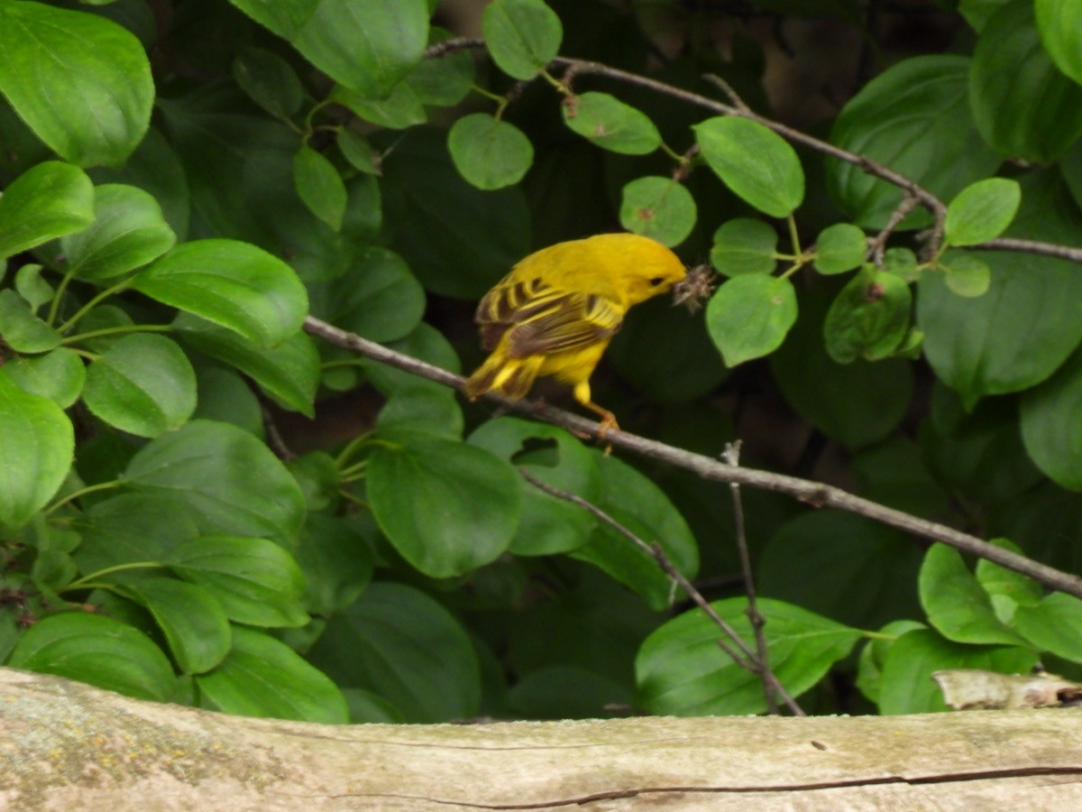 Yellow Warbler - ML620147185