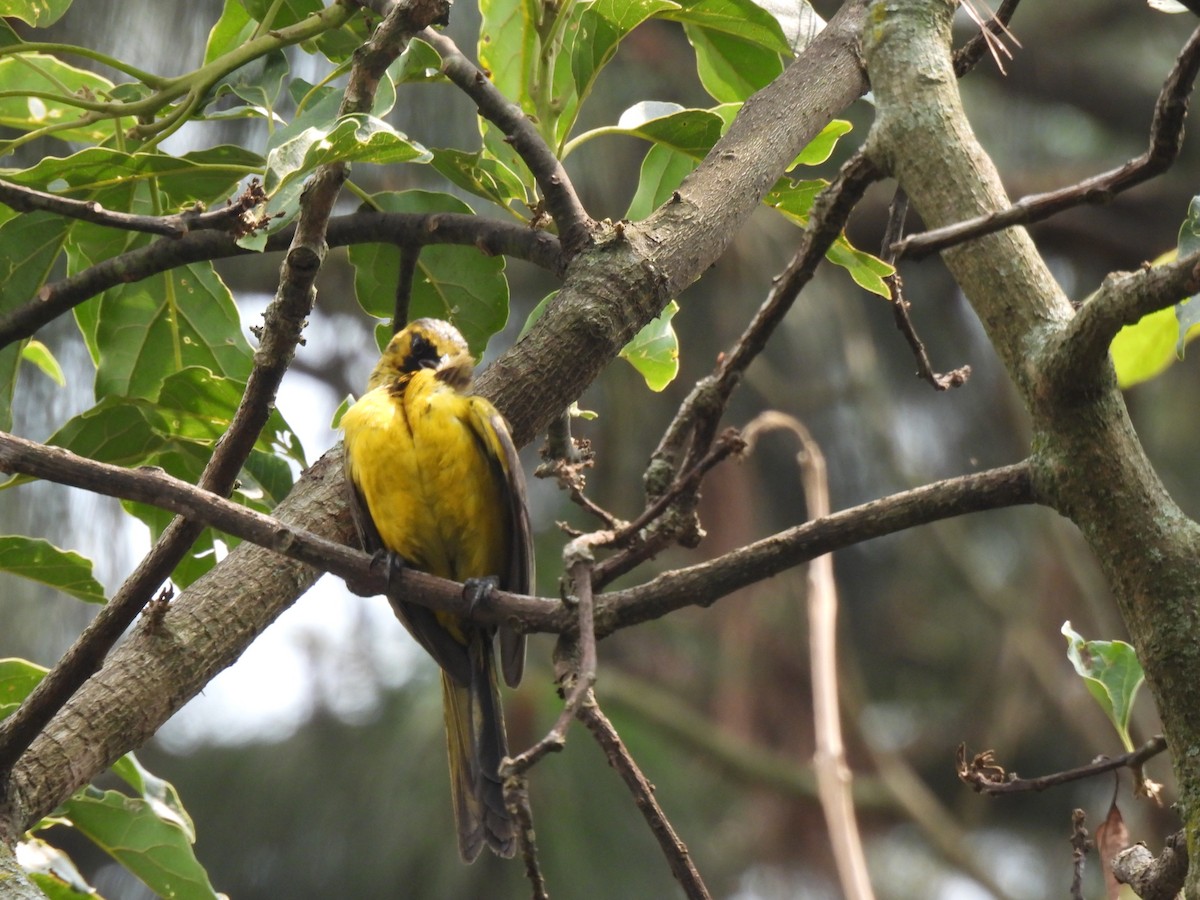 Black-vented Oriole - ML620147188