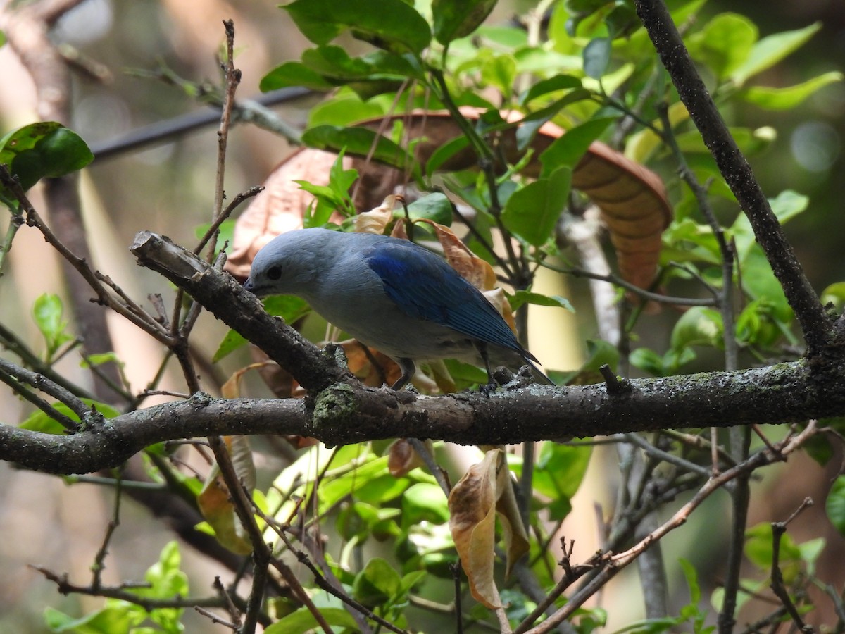 Blue-gray Tanager - ML620147202