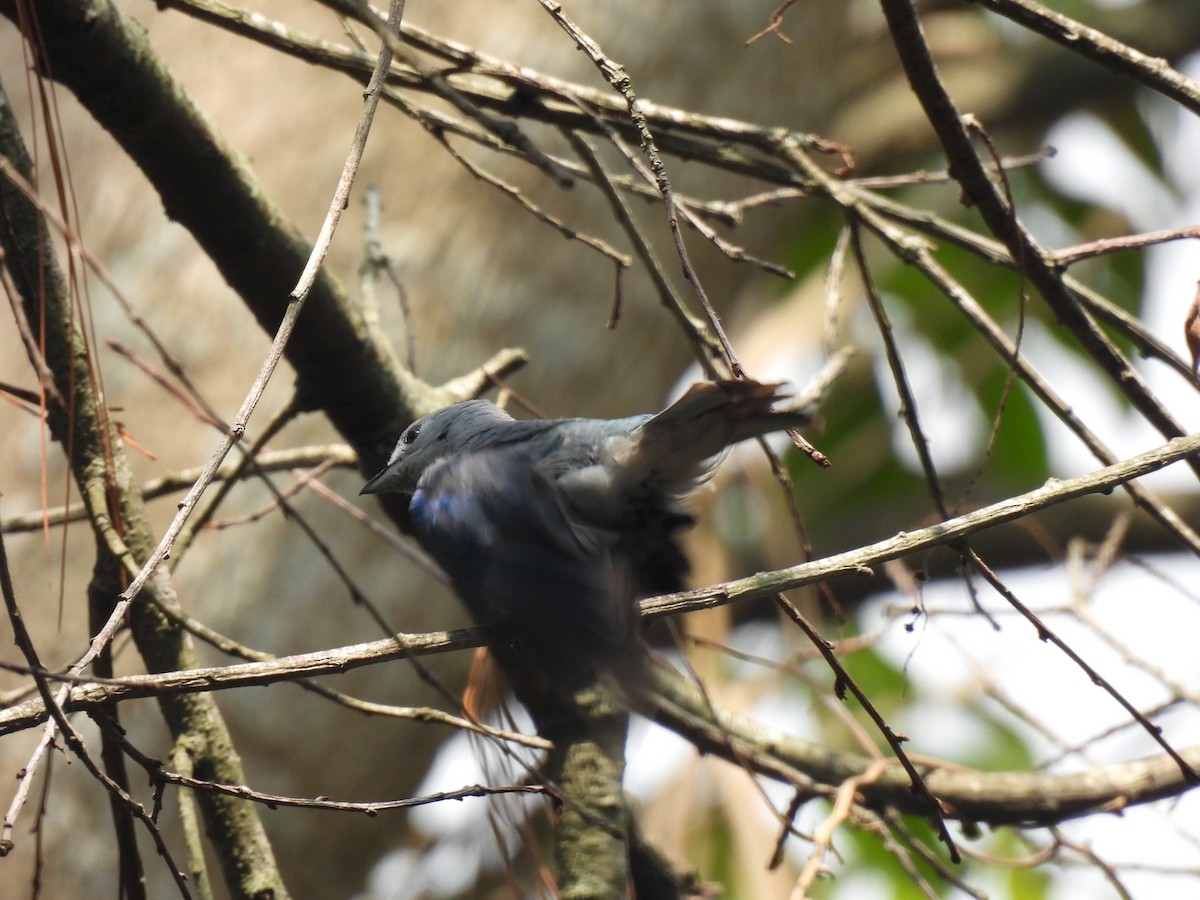 Blue-gray Tanager - ML620147203