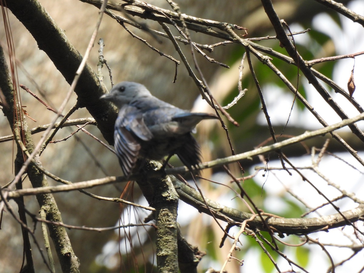 Blue-gray Tanager - ML620147204