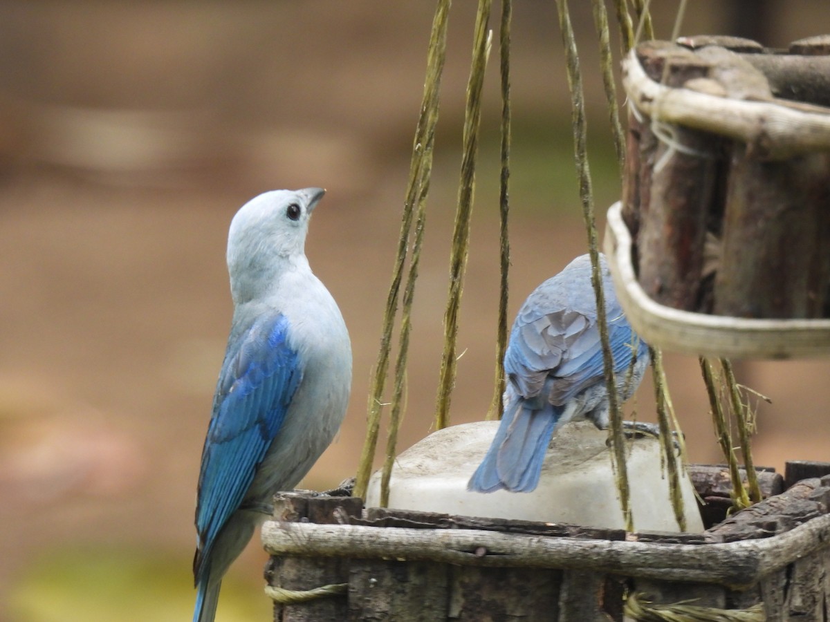 Blue-gray Tanager - ML620147213
