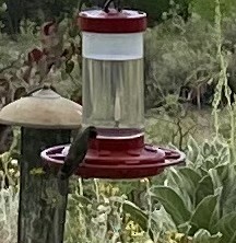 Broad-billed Hummingbird - ML620147218