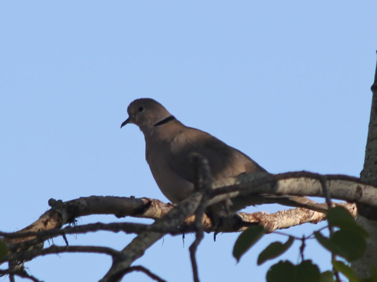 Eurasian Collared-Dove - ML620147222