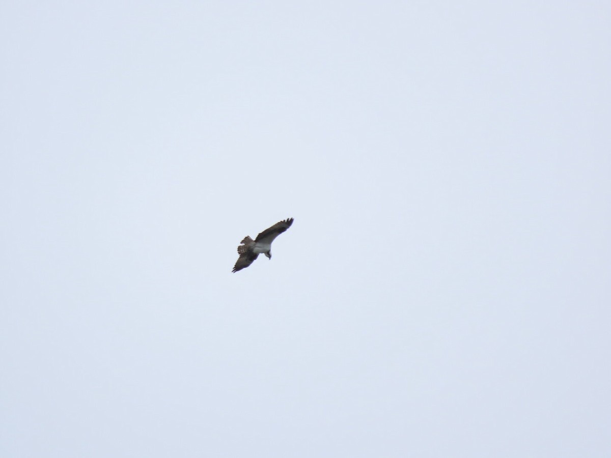 Osprey - ML620147239