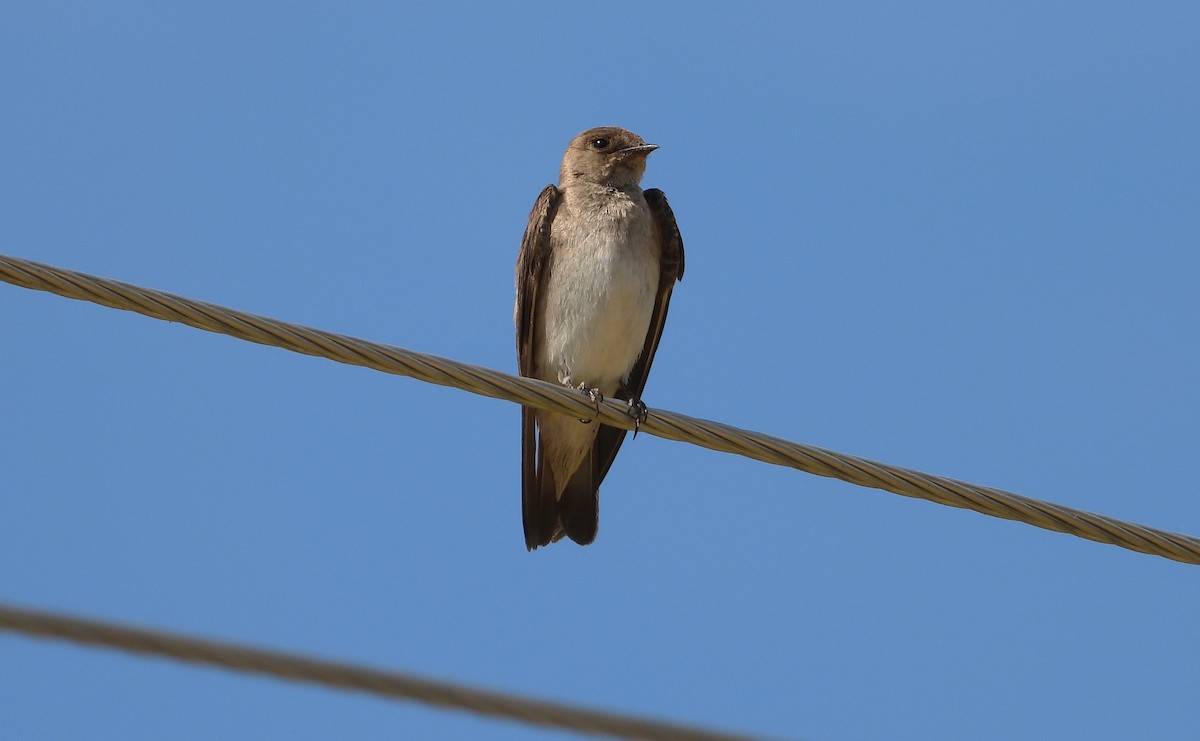 Northern Rough-winged Swallow - ML620147241
