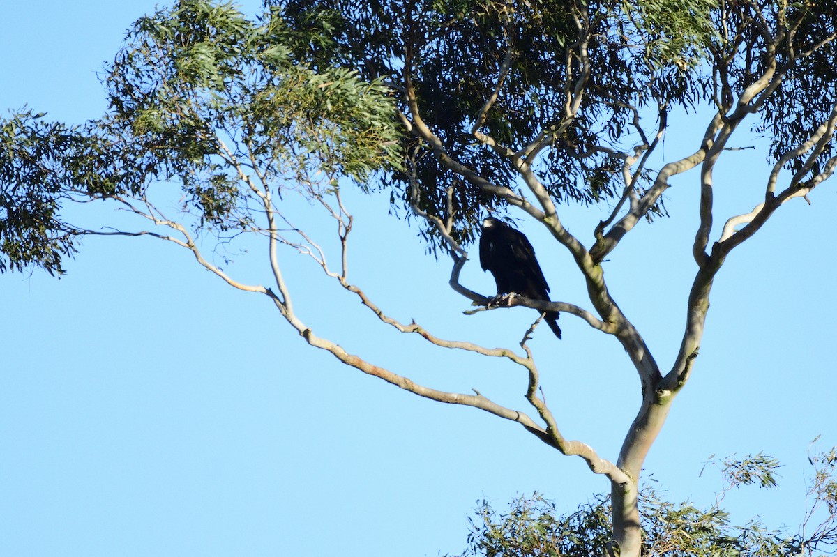 Wedge-tailed Eagle - ML620147244