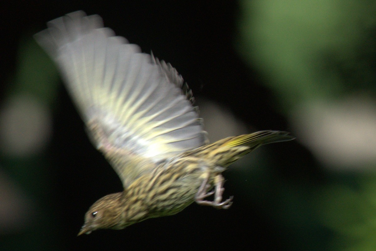 Pine Siskin - ML620147251