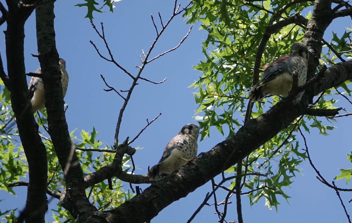 American Kestrel - ML620147264