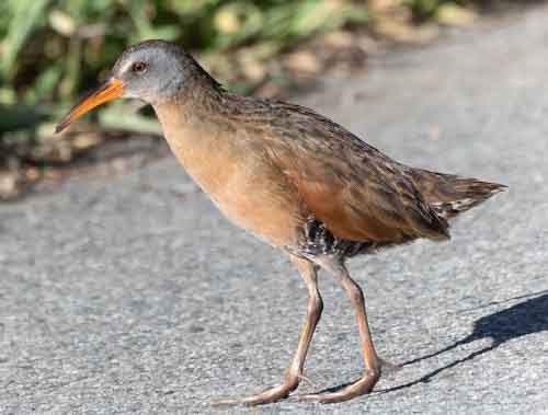 Virginia Rail - ML620147270