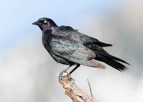 Brewer's Blackbird - ML620147291