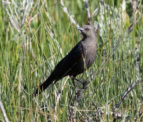 Brewer's Blackbird - ML620147292