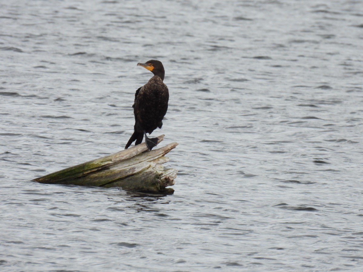 Double-crested Cormorant - ML620147300