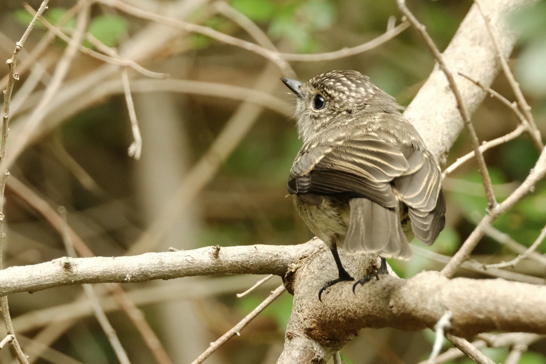 African Dusky Flycatcher - ML620147307