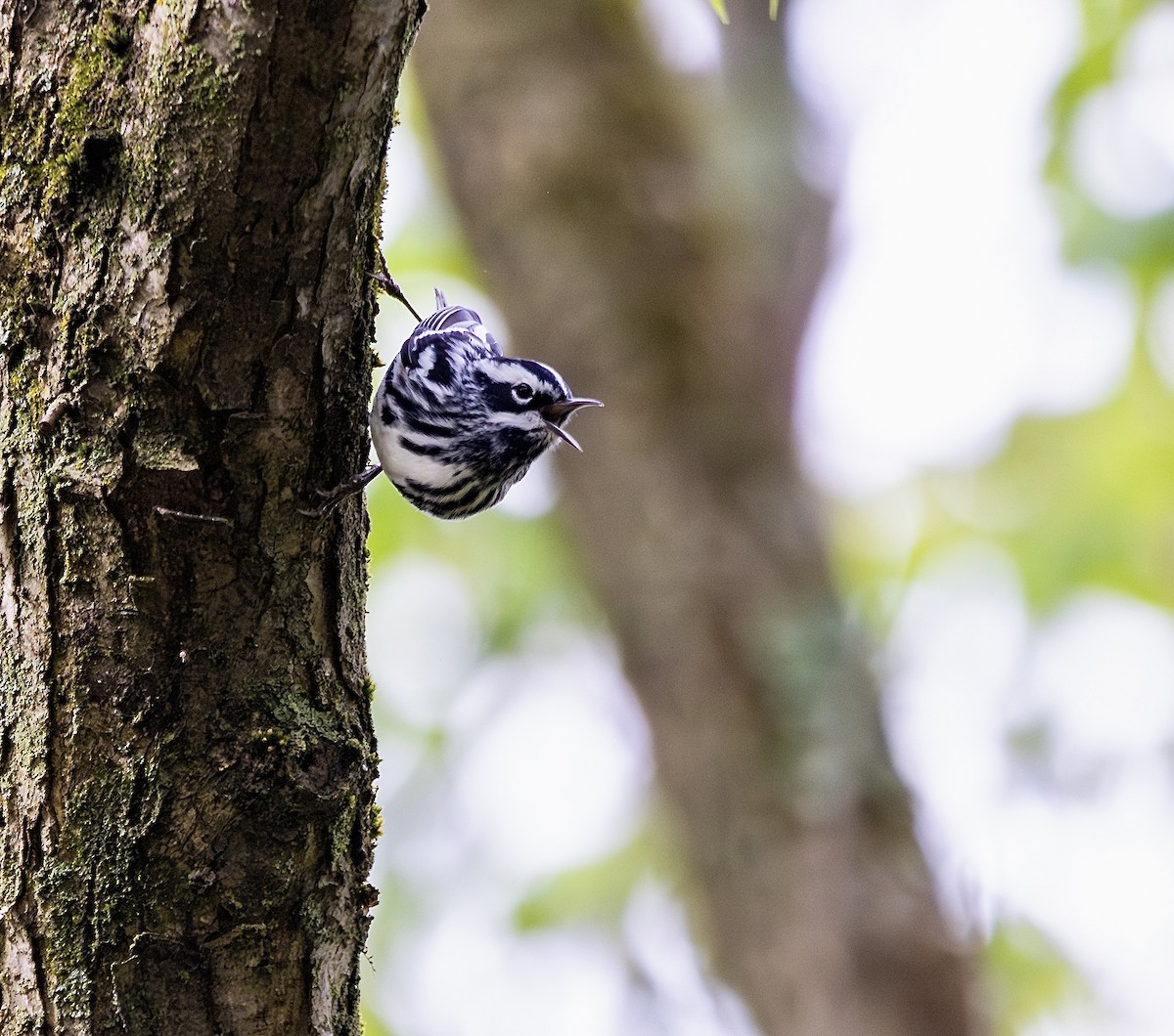 Black-and-white Warbler - ML620147308