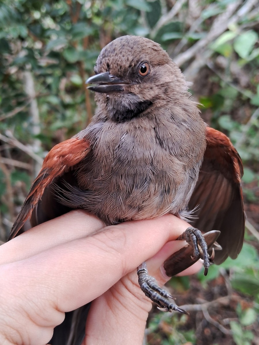 Red-shouldered Spinetail - Valeria Torrado