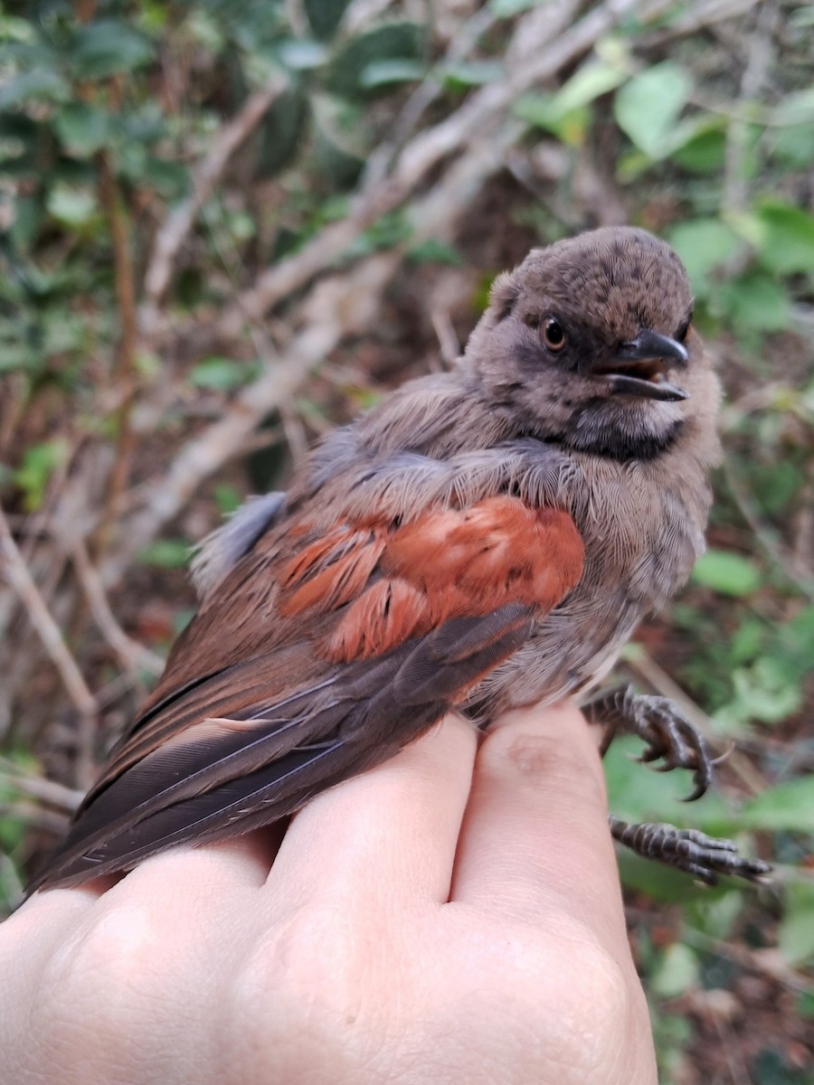 Red-shouldered Spinetail - ML620147314