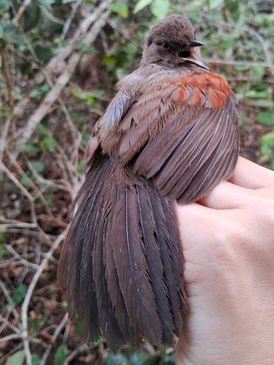 Red-shouldered Spinetail - ML620147315