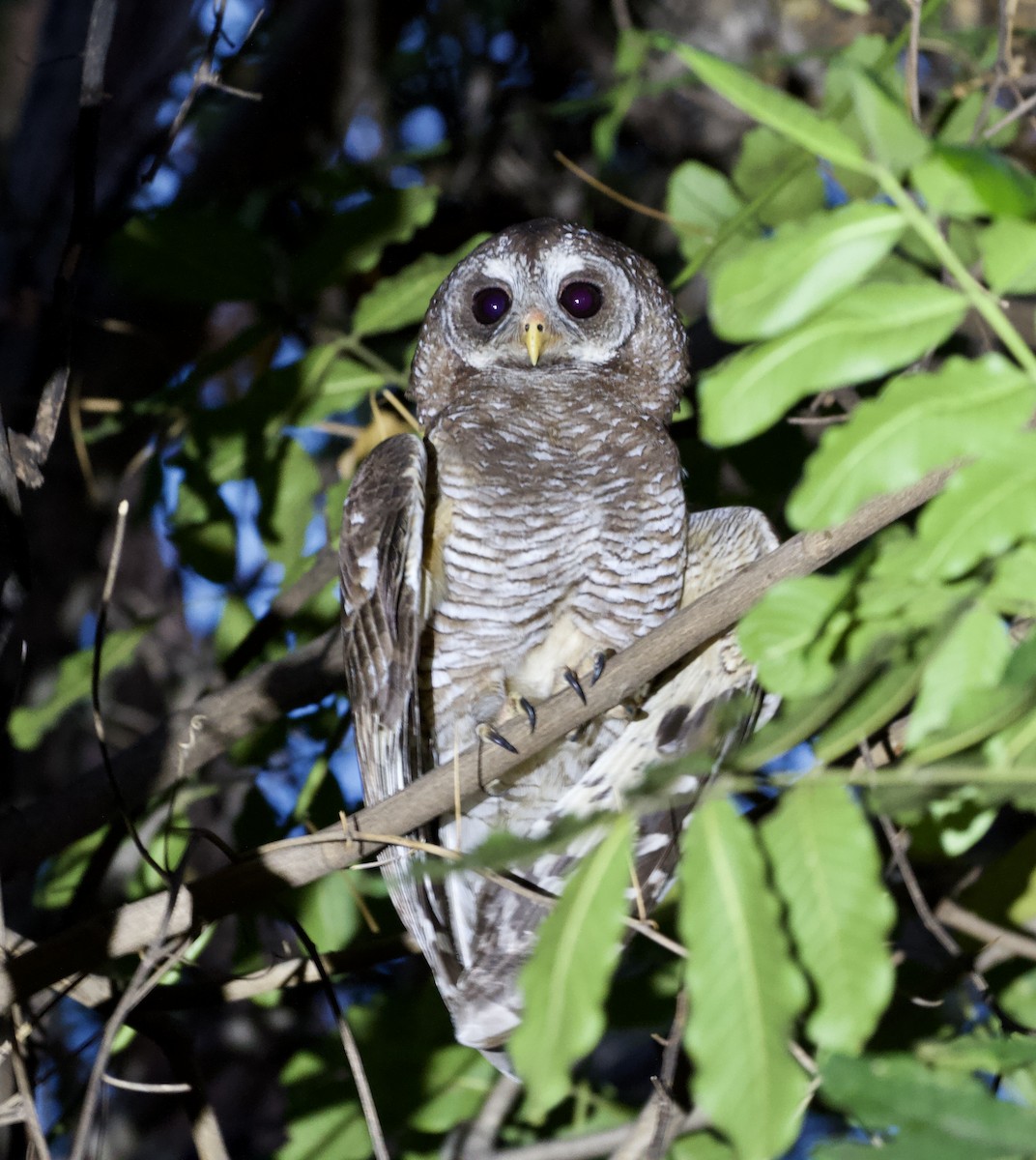 African Wood-Owl - ML620147316