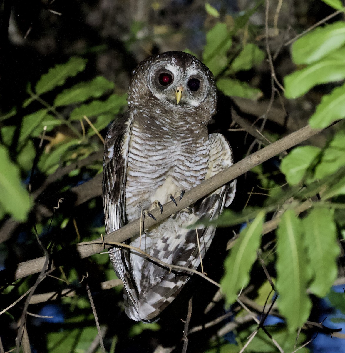 African Wood-Owl - ML620147317