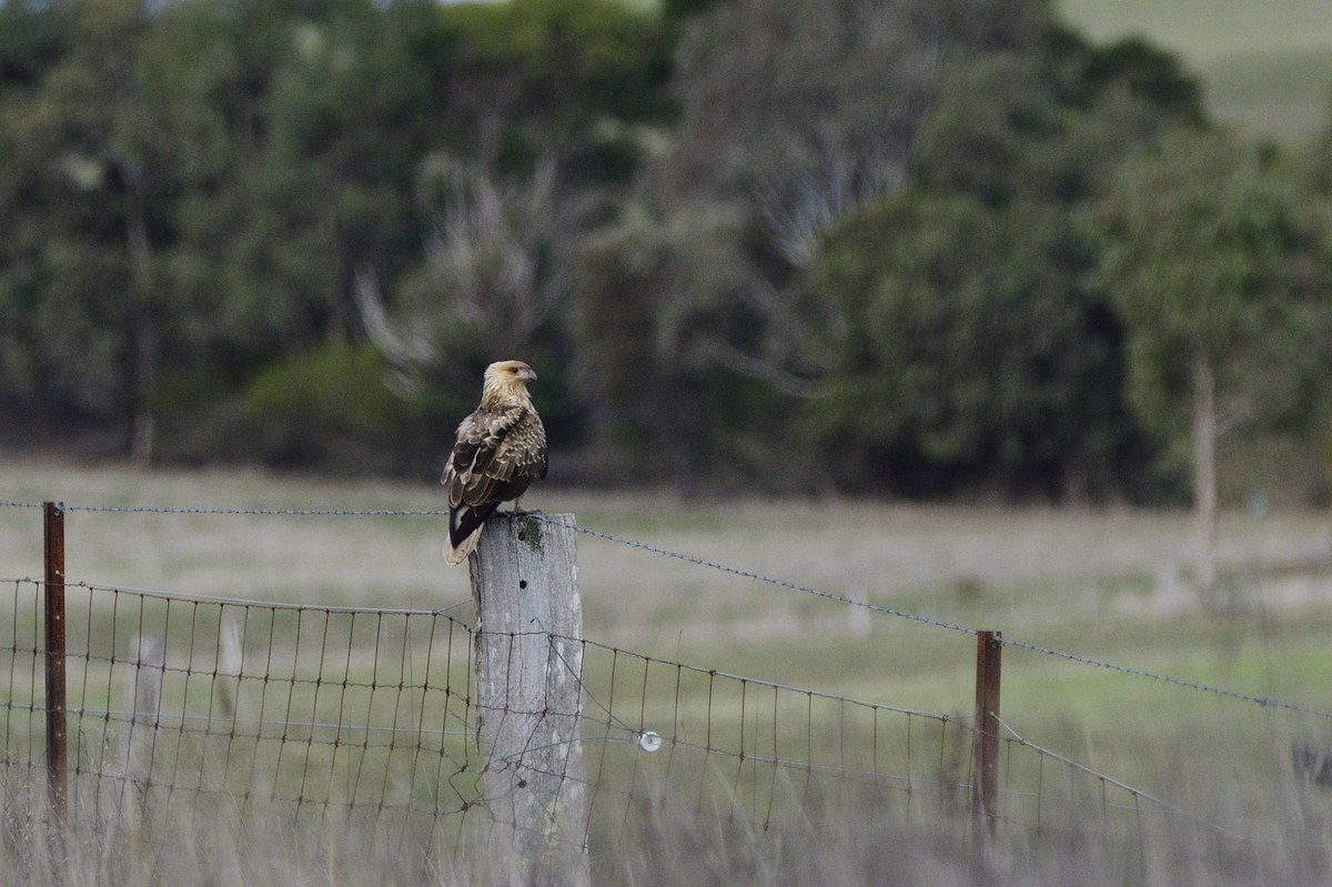 Whistling Kite - ML620147320