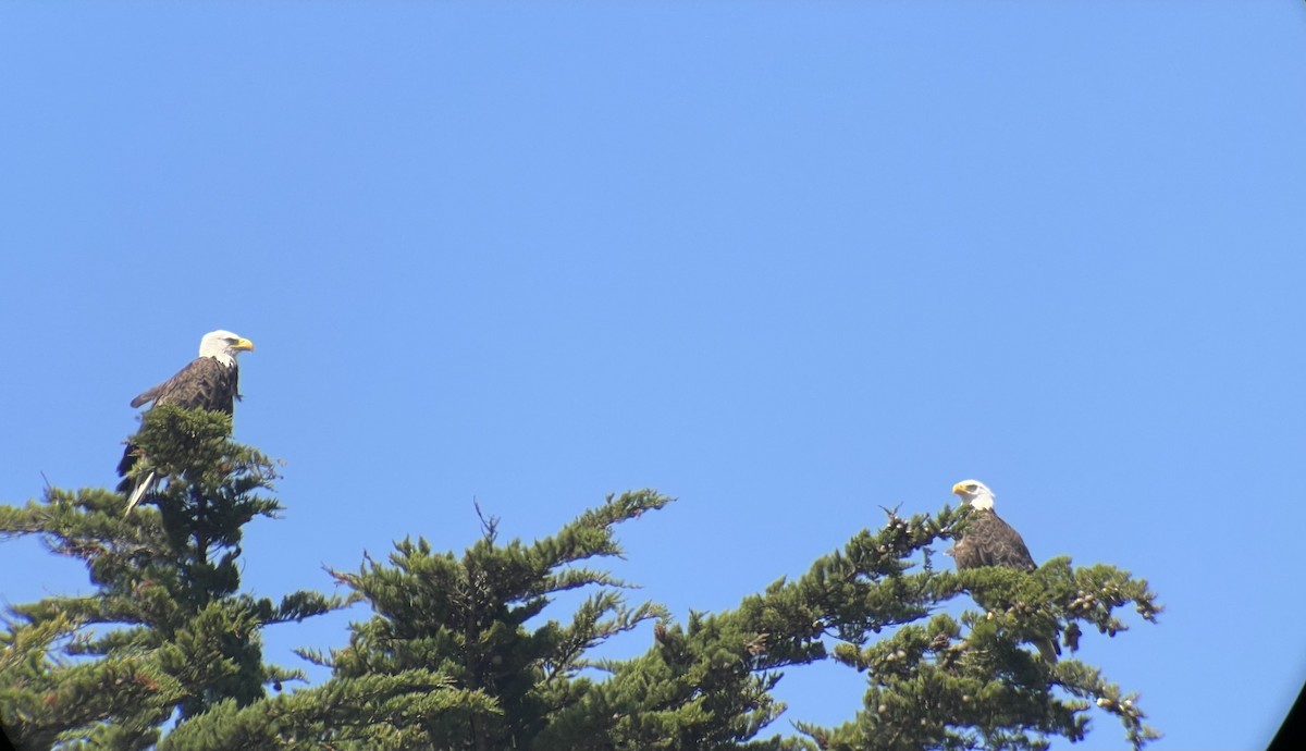 Weißkopf-Seeadler - ML620147321