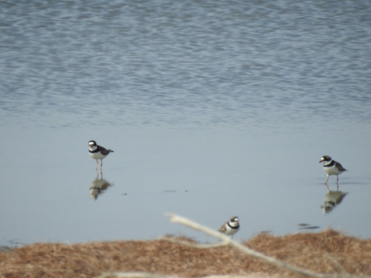 Semipalmated Plover - ML620147323