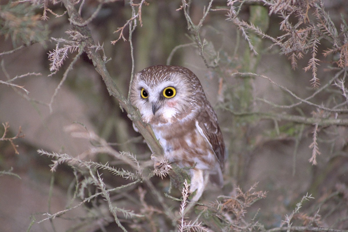 Northern Saw-whet Owl - ML620147331