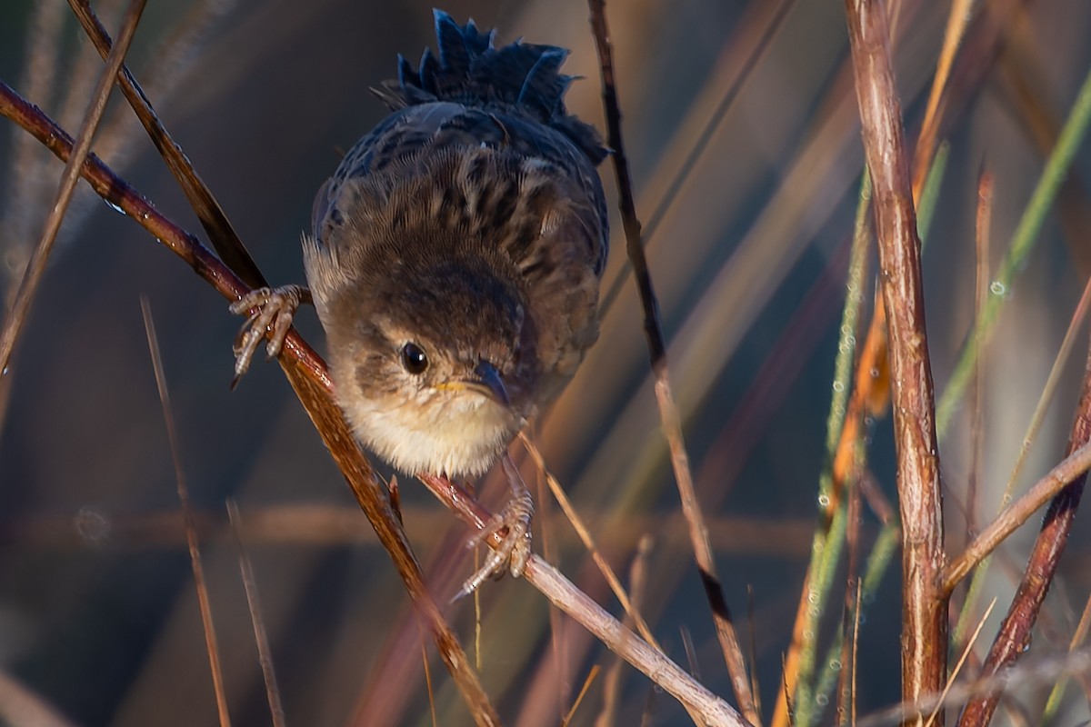 Grass Wren - ML620147343